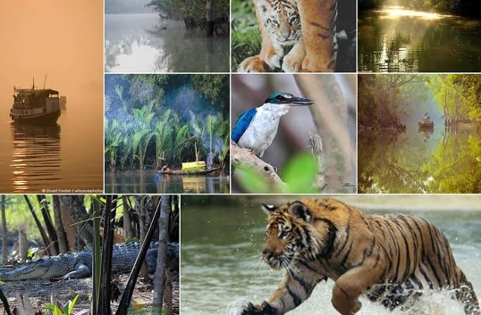 Sundarbans National Park: A Journey into the Heart of the Delta