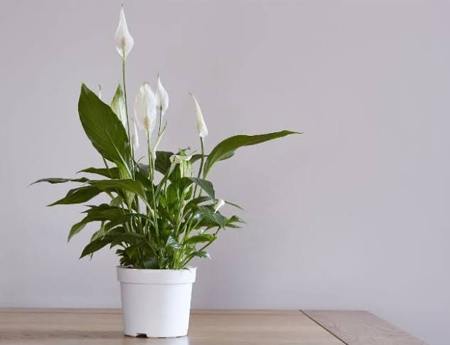 A Peace Lily Care Guide: Everything You Need to Know