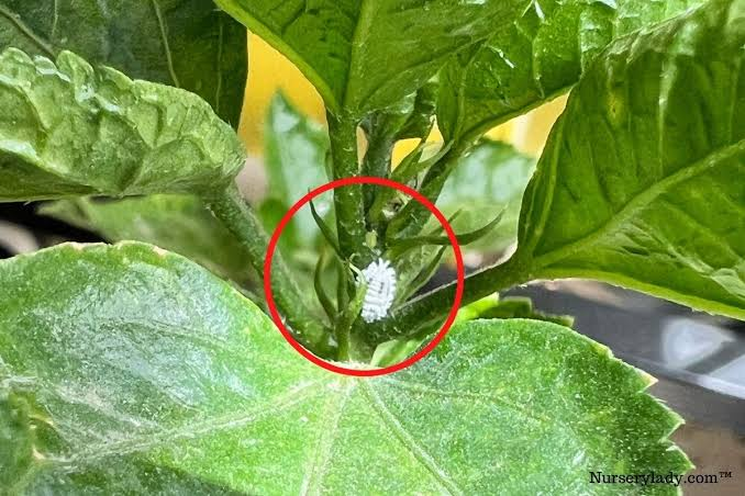 White Fungus on Hibiscus