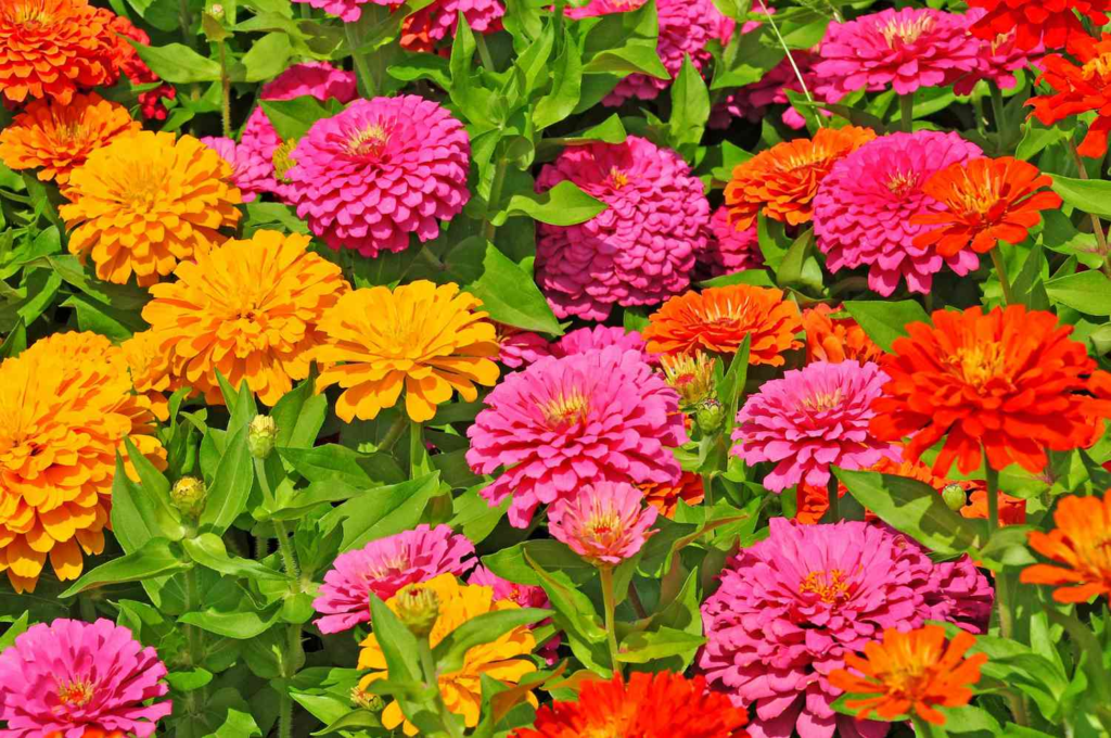 Zinnias