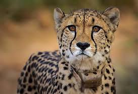 cheetah