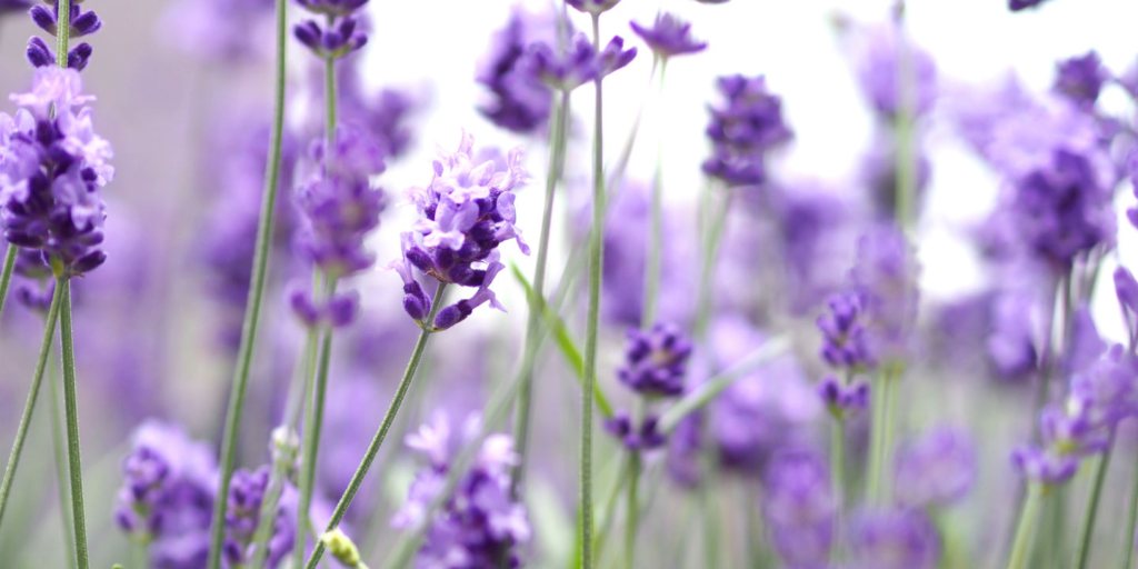 Aromatherapy Under Arms