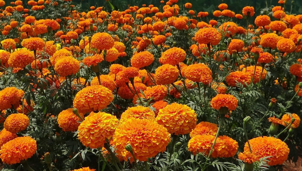 Marigolds Blooming